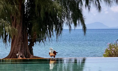 Eagle Resting At The Pool