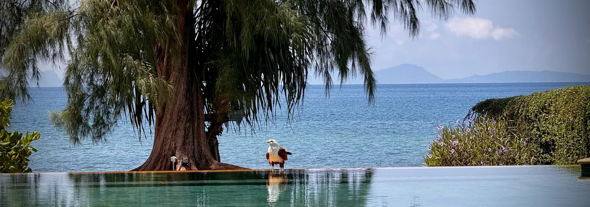Eagle Resting At The Pool